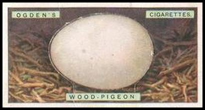 28 Wood Pigeon
